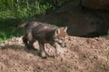 Grey Wolf Pup (Canis lupus) Runs Right Royalty Free Stock Photo