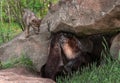 Grey Wolf Pup (Canis lupus) Watches Mother in Den Royalty Free Stock Photo