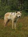 Grey wolf in the rain