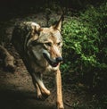 Grey Wolf running forest parh