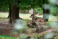 Grey wolf sitting in the forest