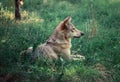 Grey wolf sitting in the grass