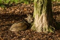 Grey Wolf sleeping in the forest Royalty Free Stock Photo