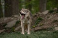 Grey wolf standing in a green meadow yawning. Royalty Free Stock Photo