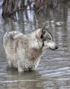 Grey Wolf Standing in a Lake