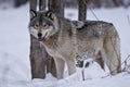 Grey wolf standing in the winter snow close to some trees.