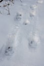 Grey Wolf tracks in the snow. The Carpathian Mountains, Poland