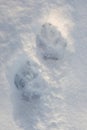 Grey Wolf tracks in the snow. The Carpathian Mountains, Poland