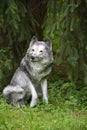 Grey wolf under the fir tree