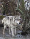 Grey Wolf Wading in River Royalty Free Stock Photo