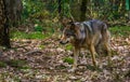 Grey wolf walking in a forest, wild dog from eurasia and America Royalty Free Stock Photo