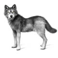Grey wolf on a white background