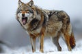 A grey wolf with a wideopen mouth is standing on the white background Royalty Free Stock Photo