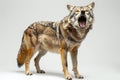 A grey wolf with a wideopen mouth is standing on the white background Royalty Free Stock Photo