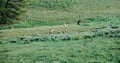 Grey Wolf Wolves in Yellowstone National Park, Wyoming Montana. Northwest. Yellowstone is a summer wonderland Royalty Free Stock Photo