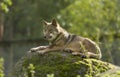 Grey Wolf (Canis lupus) Portrait - captive animalGrey Wolf (Canis lupus) Portrait - captive animal Royalty Free Stock Photo