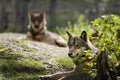 Grey Wolf (Canis lupus) Portrait - captive animalGrey Wolf (Canis lupus) Portrait - captive animal Royalty Free Stock Photo