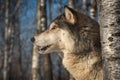 Grey Wolf Canis lupus Profile Mouth Open Left Royalty Free Stock Photo