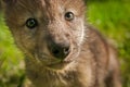 Grey Wolf Canis lupus Pup Extreme Close Up Royalty Free Stock Photo