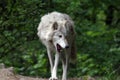 Grey Wolf Yawning