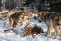 Grey WolfCanis lupus Snarls at Other Approaching White-Tail Deer Carcass Winter