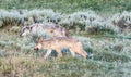 Grey wolfes on the grass Royalty Free Stock Photo