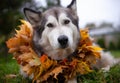 A beautiful malamute with a necklace of maple leaves; an autumn celebration