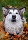 A beautiful malamute with a necklace of maple leaves; an autumn celebration