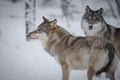 Grey wolves in the arctic winter