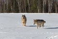 Grey Wolves Canis lupus Cavort in Snowy Field Winter