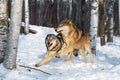 Grey Wolves Canis lupus Collide While Running Through Woods Winter