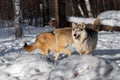 Grey Wolves (Canis lupus) Collide in Snow Tail Up Winter