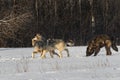 Grey Wolves Canis lupus Collide While Walking Through Snowy Field Winter