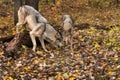 Grey Wolves (Canis lupus) Come Face to Face After Stepping Off Log Autumn Royalty Free Stock Photo