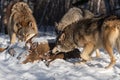 Grey Wolves Canis lupus Gather Around Body of White-tail Deer Winter