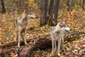 Grey Wolves (Canis lupus) Look Right From Atop and In Front of Log Autumn Royalty Free Stock Photo