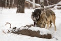Grey Wolves Canis lupus Looks Up Over Wolf at Deer Carcass