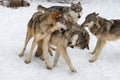 Grey Wolves Canis lupus Snap and Snarl at Each Other Winter