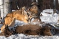 Grey Wolves (Canis lupus) Snarl at Each Other Over Deer Carcass Winter