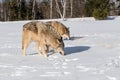 Grey Wolves Canis lupus Sniff n In Snowy Field Winter