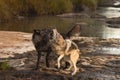 Grey Wolves Canis lupus Tussle on Rock on Side of River Autumn Royalty Free Stock Photo