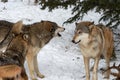 Grey Wolves Canis lupus Vocalize Together Winter Royalty Free Stock Photo