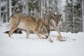 Grey wolves Royalty Free Stock Photo