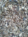 Grey woodchips from trees.