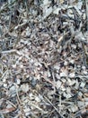Grey woodchips from trees.