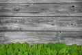 Grey wooden background with green moos.