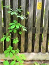 Grey wooden fence and green plants garden background Royalty Free Stock Photo