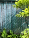 Grey wooden fence and green plants garden background Royalty Free Stock Photo