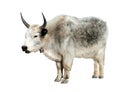 Grey yak isolated on white background Royalty Free Stock Photo