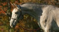 Grey yearling horse headshot in autumn